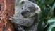 A koala gripping the trunk of a tree A koala gripping the trunk of a tree
