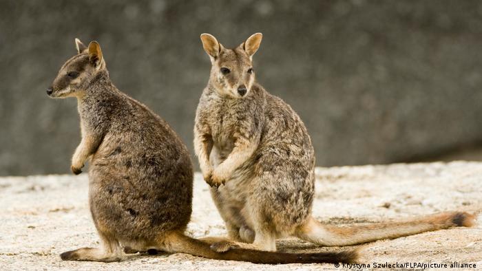 Two rock kangaroos