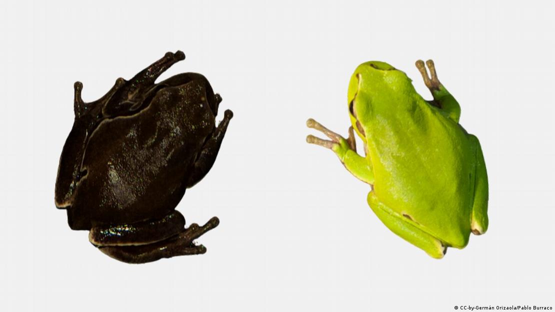 Las ranas arbóreas de la zona de exclusión desarrollaron una coloración un 43 % más oscura que las del resto de Ucrania, probablemente por selección natural.