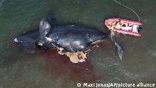 Slika dana: Uginuli kitovi