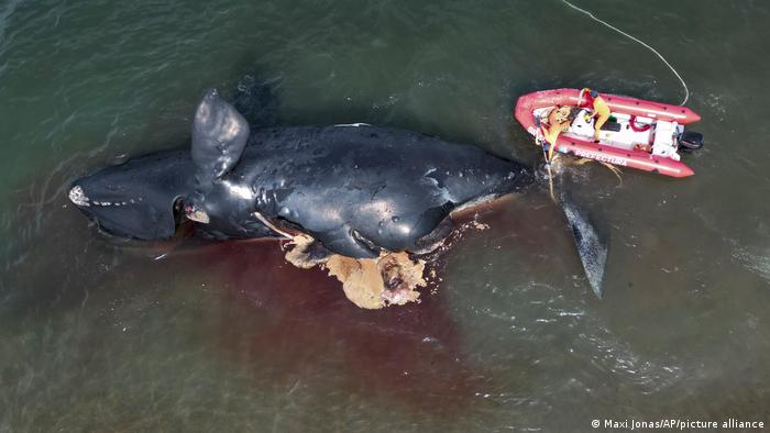 BdTD | Argentinien | 13 tote Wale in der Region rund um Puerto Madryn