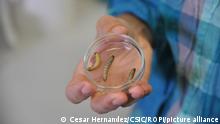 Spain - April 24, 2017 The plastic bag pollution crisis could be solved by a larvae of the greater wax moth (galleria mellonella) able to eat plastic, so a discovery of the Italian biologist Federica Bertocchini from the Institute of Biomedicine and Biotechnology of Cantabria, Spain. Wax worm specimens in a Petri dish