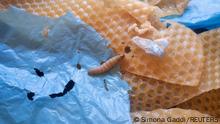 A wax worm, moth larva that eats wax made by bees to build honeycombs, is seen in a laboratory at the Spanish National Research Council (CSIC) in Madrid, Spain in this undated handout photograph obtained by Reuters on October 4, 2022. New research shows that two enzymes in the saliva of these worms readily break down polyethylene, the world's most widely used plastic and a major contributor to global plastic waste. Simona Gaddi/Handout via REUTERS THIS IMAGE HAS BEEN SUPPLIED BY A THIRD PARTY. NO RESALES. NO ARCHIVES. MANDATORY CREDIT