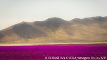 El desierto de Atacama en flor