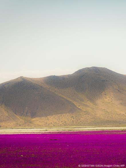 Chile's Atacama desert in bloom – DW – 10/08/2022