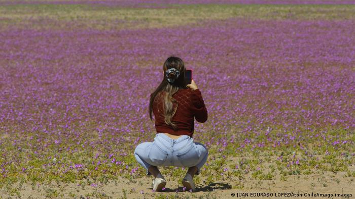 Las impresionantes flores atraen un gran número de turistas a la árida región. Como esta mujer, con muchas ganas de fotografiar el fenómeno natural. Con la creación de un parque nacional, el gobierno chileno también espera promover el turismo en el desierto de Atacama.
