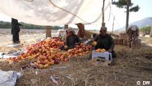 Floods wipe out apple orchards in Balochistan, Pakistan