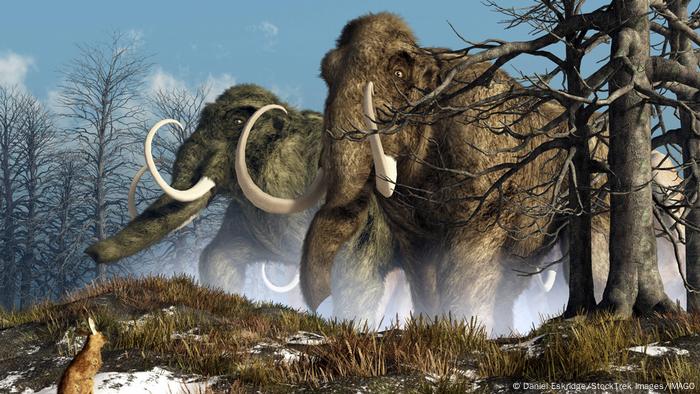 Ilustración del mamut lanudo. 