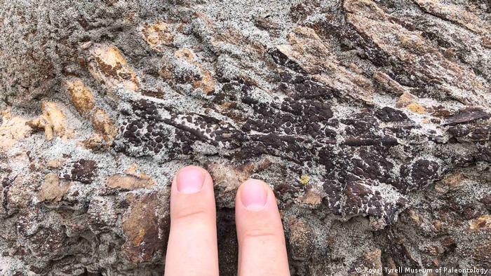 Descubren en Canadá el fósil de un dinosaurio que aún conserva la piel |  Ciencia y Ecología | DW 