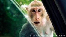 Monkey macaque staring in the car through a car window