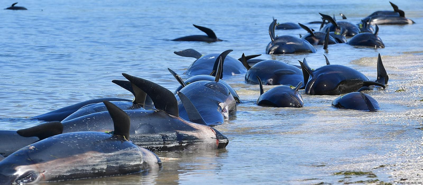 Hundreds of whales dead in mass stranding – DW – 02/10/2017