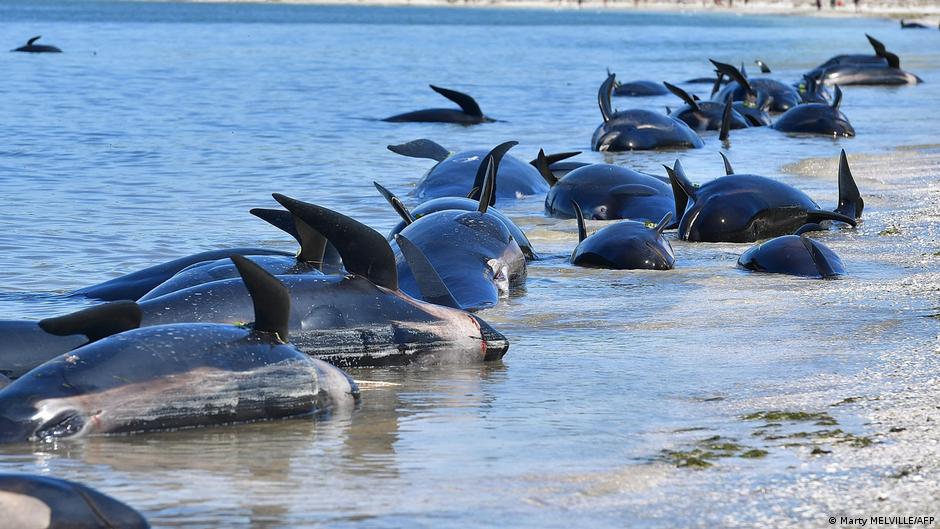 New Zealand: Over 200 whales die in mass stranding | News | DW - Vimarsana News