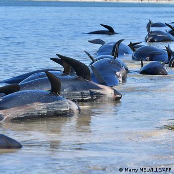 Hundreds of whales dead in mass stranding – DW – 02/10/2017