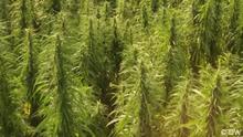 War das Verbot von Cannabis ein Riesenfehler?