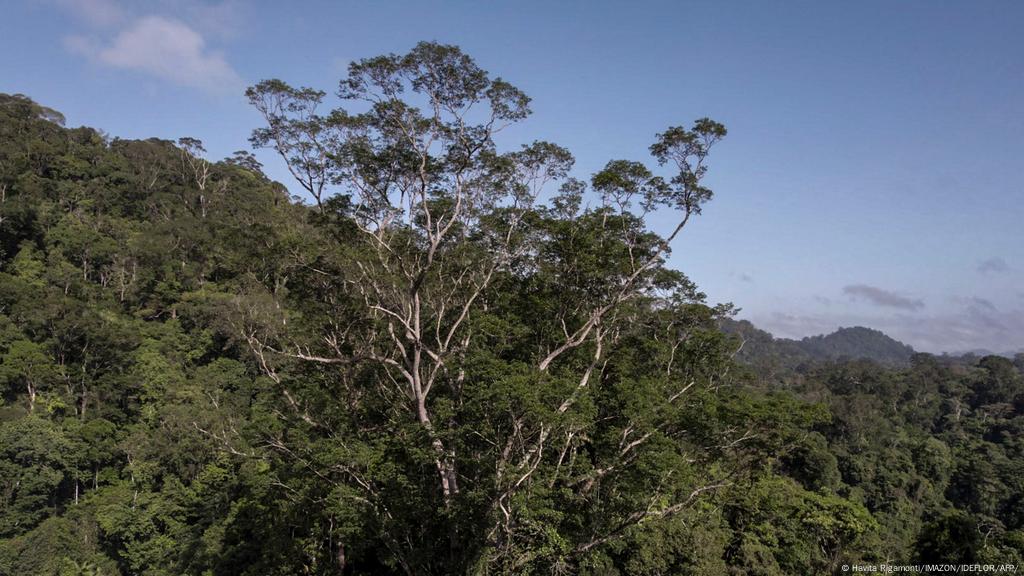 Científicos logran llegar al árbol más alto jamás encontrado en el Amazonas  | Ciencia y Ecología | DW | 10.10.2022