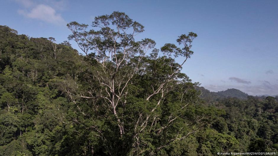 Científicos logran llegar al árbol más alto jamás encontrado en el Amazonas  | Ciencia y Ecología | DW | 10.10.2022