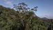El angelim vermelho, el árbol más alto jamás encontrado en la selva amazónica fue visto por primera vez en 2019 vía satelital El angelim vermelho, el árbol más alto jamás encontrado en la selva amazónica fue visto por primera vez en 2019 vía satelital