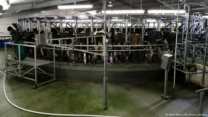La industria cárnica y láctea generan muchos gases de efecto invernadero. La industria cárnica y láctea generan muchos gases de efecto invernadero.