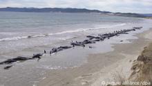 epa02594220 A handout made available on 21 February 2011 shows pilot whales stranded on a remote beach on Stewart Island in New Zealand. Trampers found a pod of more than 100 whales dead and dying at a beach near Cavalier Creek on 20 February 2011. Conservation officers had to kill 48 pilot whales that were among 100 stranded in a remote bay in New Zealand, reports said 21 February. EPA/DEPARTMENT OF CONSERVATION EDITORIAL USE ONLY