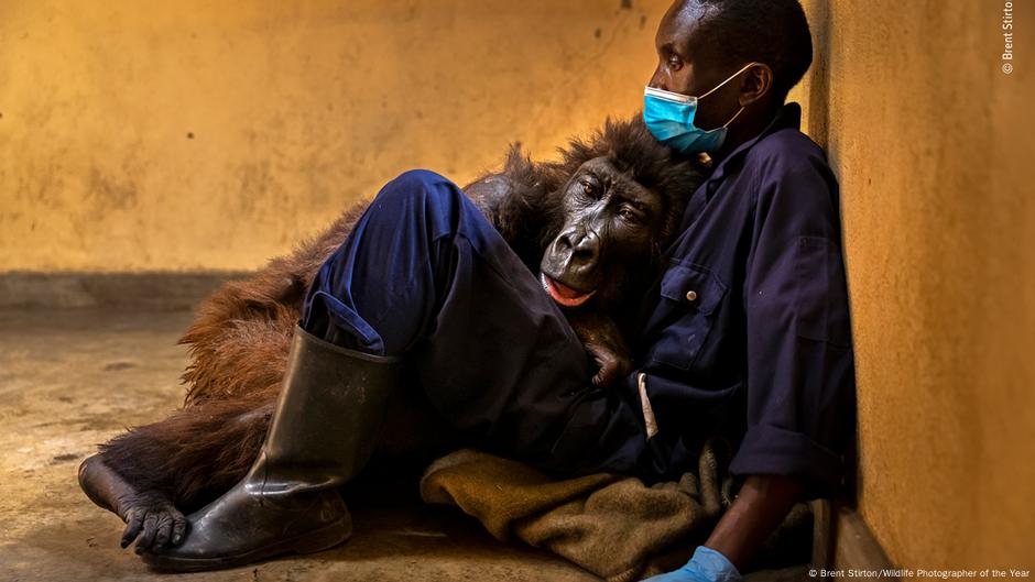 Ein Mann sitzt auf dem Boden und hält einen sterbenden Gorilla im Arm.
