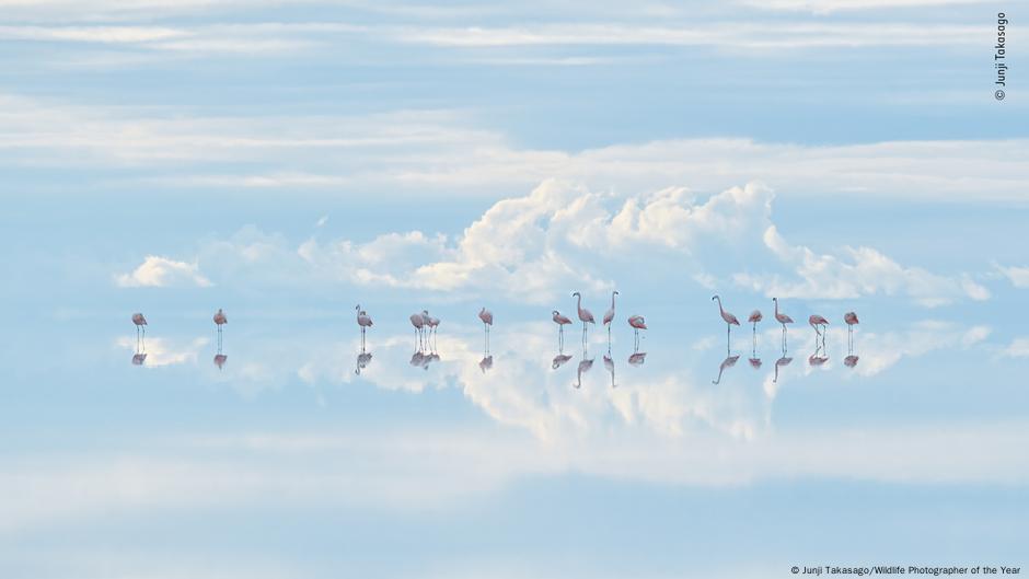 Eine Gruppe Flamingos und Wolken spiegeln sich auf einer glatten hellblauen Wasseroberfläche.