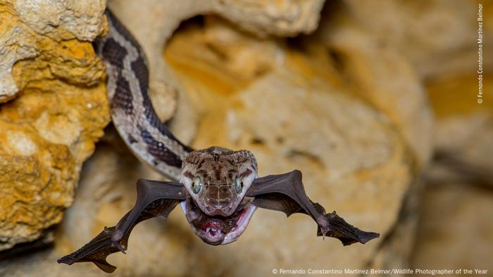 Fotografías vida silvestre del año 2022. La foto de una serpiente atrapando a un muerciélago.