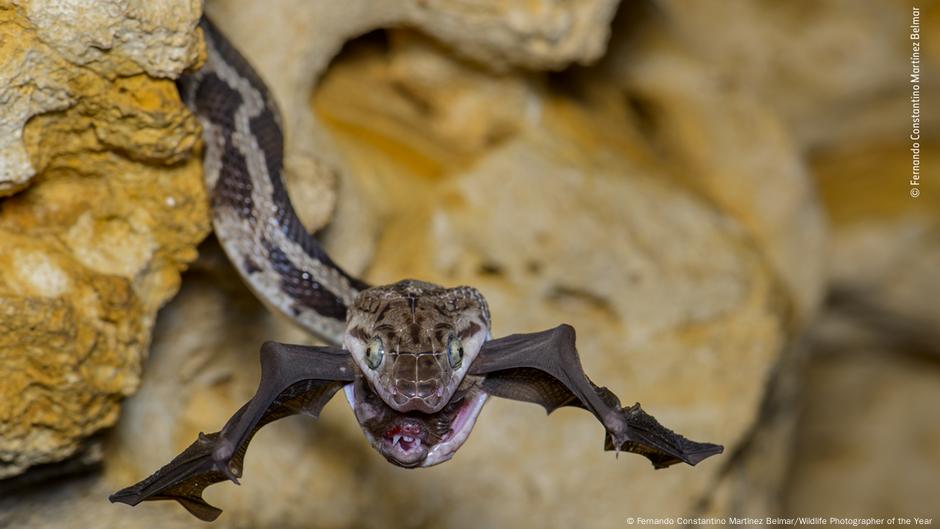 Eine Schlange hält eine Fledermaus im Maul. Aus dem Maul ragen die Flügel der Fledermaus hervor.