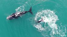 Le changement climatique fait-il maigrir les baleines ?