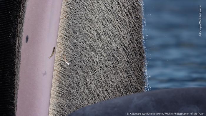 Fotografías vida silvestre del año 2022. Una mirada a la boca de una ballena. 