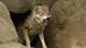 Lobo gris. Lobo gris.