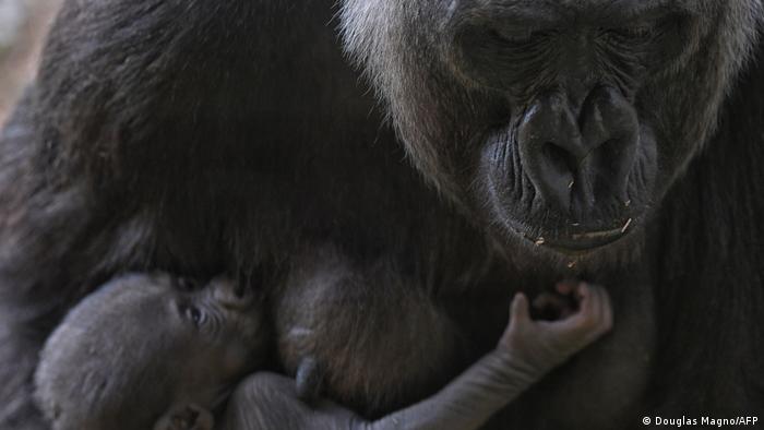 Zapadna ravničarska gorila Imbi i njena beba snimljene su u zoološkom vrtu u Belo Horizonte u Brazilu. Tamo su na sigrunom, jer su njihova prirodna staništa ugrožena. Prema proceni WWF-a u poslednjih 50 godina divlje populacije posmatranih životinjskih vrsta su opale za skoro 70 odsto.