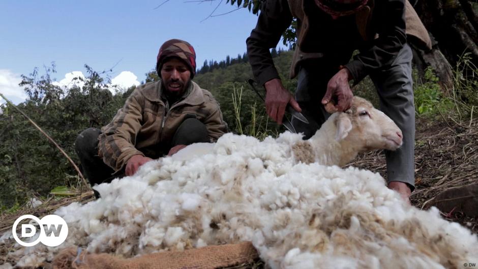 Traditional sheep farming in the Himalayas – DW – 10/20/2022