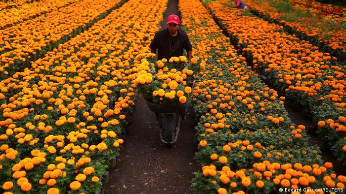 La flor de cempasúchil, símbolo del Día de Muertos en México | Todos los  contenidos | DW | 21.10.2022