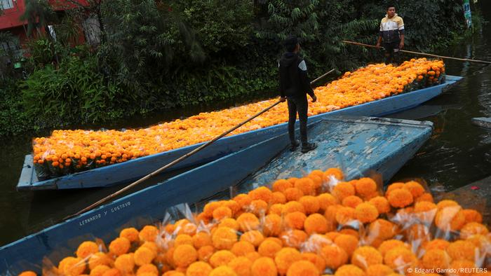 La flor de cempasúchil, símbolo del Día de Muertos en México | Todos los  contenidos | DW 