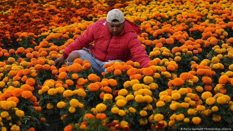La flor de cempasúchil, símbolo del Día de Muertos en México | Todos los  contenidos | DW | 21.10.2022
