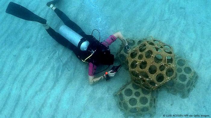 A member of the Reef2Reef foundation inspects a coral nursery on the seabed of Playa Huerta in Portobelo in the Colon province of Panama A member of the Reef2Reef foundation inspects a coral nursery on the seabed of Playa Huerta in Portobelo in the Colon province of Panama