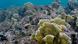 Los corales están formados por millones de pólipos y sirven de refugio natural a muchas especies marinas.