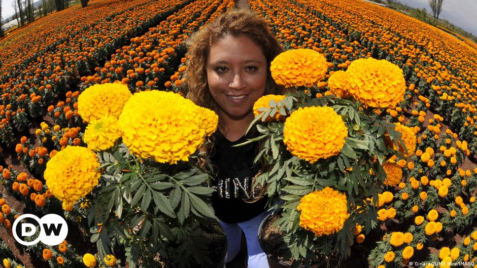 La flor de cempasúchil, símbolo del Día de Muertos en México | Todos los  contenidos | DW 