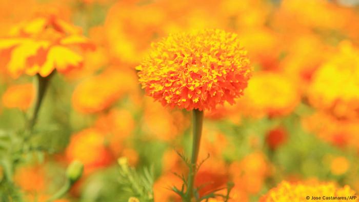 La flor de cempasúchil, símbolo del Día de Muertos en México | Todos los  contenidos | DW | 21.10.2022