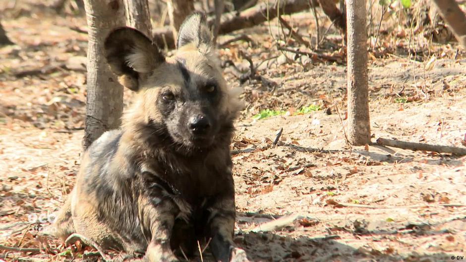 Protecting Zimbabwe's painted dogs DW 10/21/2022