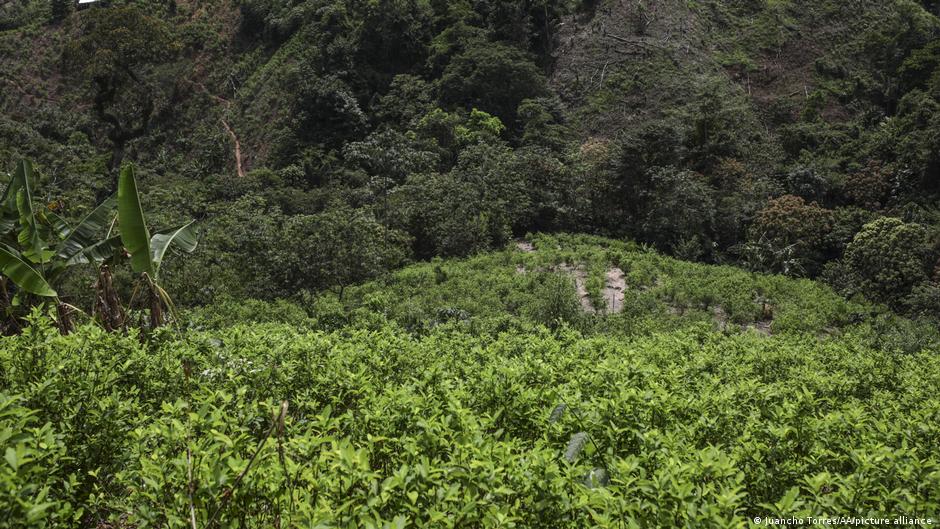 UN Colombia coca leaf cultivation at twodecade high DW 10/20/2022