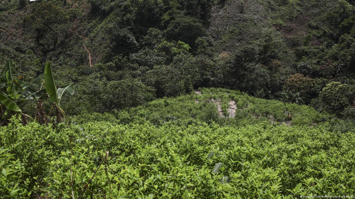 UN: Colombia's Coca Crops Grew to 'Historic Levels'