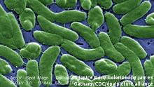 HANDOUT - This scanning electron micrograph (SEM) depicts a grouping of Vibrio vulnificus bacteria; Mag. 13184x, and was provided by the United States Centers for Disease Control and Prevention (CDC). Photographer: Janice Carr/ Colorized by James Gathany/CDC dpa (ACHTUNG: Nur zur redaktionellen Verwendung im Zusammenhang mit der aktuellen Berichterstattung und nur bei Nennung: Foto: Janice Carr/ Colorized by James Gathany/CDC, zu dpa Ostsee-Urlauber an Bakterien-Infektion gestorben vom 31.08.2014) +++ dpa-Bildfunk +++