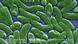 Esta micrografía electrónica de barrido (SEM) muestra una agrupación de bacterias "Vibrio vulnificus". Esta micrografía electrónica de barrido (SEM) muestra una agrupación de bacterias "Vibrio vulnificus".