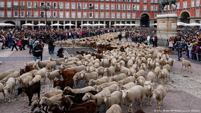 Fiesta de la Trashumancia en Madrid, domingo 23 de octubre de 2022.