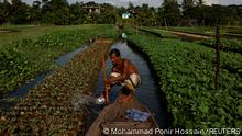 Schwimmende Felder in Bangladesch