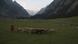 Indien | Schafherde in Pahalgam Indien | Schafherde in Pahalgam