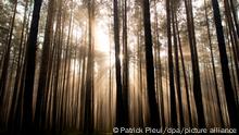 Die Mittagssonne scheint durch den leichten Nebel am 13.12.2013 in einem Kiefernwald im Landkreis Oder-Spree nahe Briesen (Brandenburg). Das Land Brandenburg mit seinen kargen Sandböden ist bekannt für seine riesigen Kiefernwälder. Diese bedecken etwa 80 Prozent der insgesamt 1,1 Millionen Hektar Forst in Brandenburg. Foto: Patrick Pleul/dpa ++
