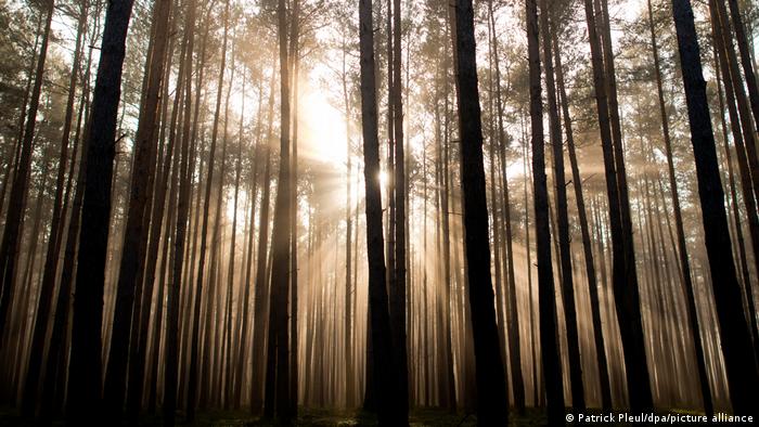Mythos deutscher Wald