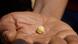 A hand holds a piece of raw gold after being treated with mercury A hand holds a piece of raw gold after being treated with mercury